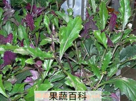 红皮菜的功效与作用 红皮菜致癌是真的吗