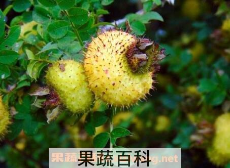 野刺梨果的药用价值