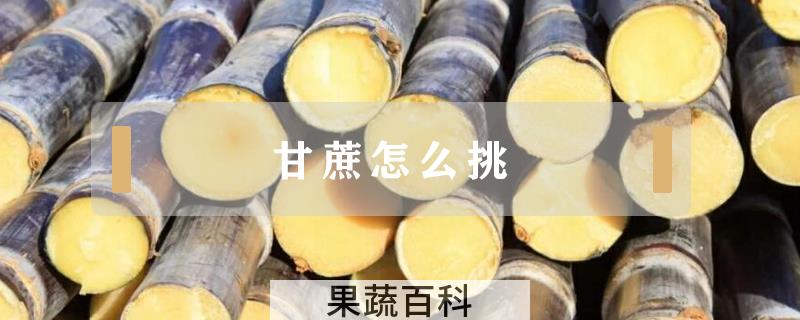 甘蔗怎么挑