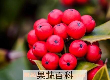老鼠刺果实的功效与作用