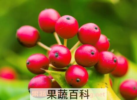 老鼠刺果实的功效与作用