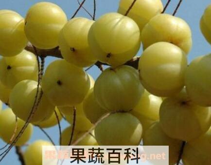 牛甘果酒的功效与作用及做法