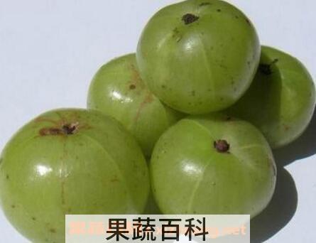 牛甘果酒的功效与作用及做法