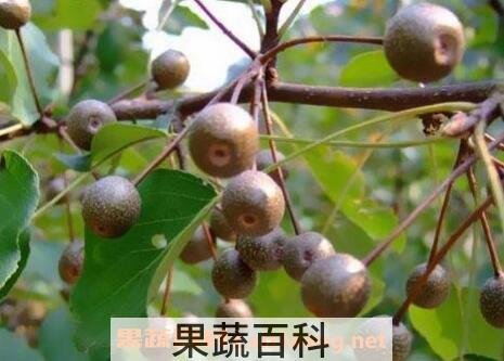 杜梨的药用价值