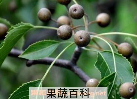 杜梨的药用价值