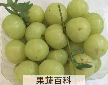 余甘果的副作用 余甘果的营养价值