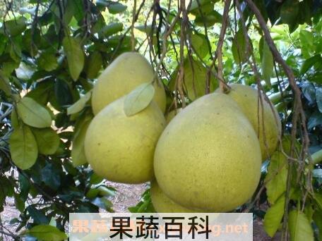 沙田柚的功效与作用 吃沙田柚的好处