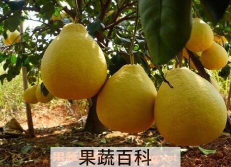 沙田柚的功效与作用 吃沙田柚的好处