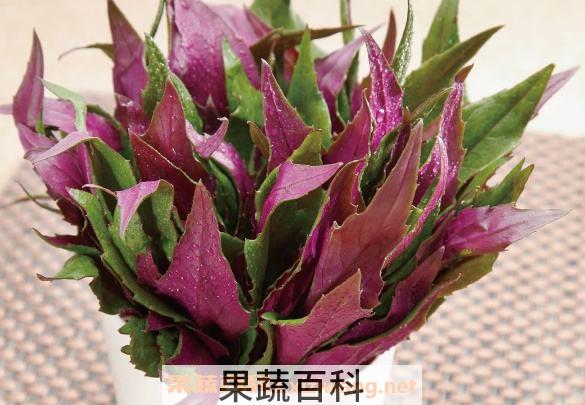 白观音菜的功效与作用