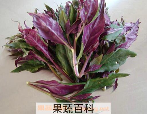 紫背天葵的功效与作用