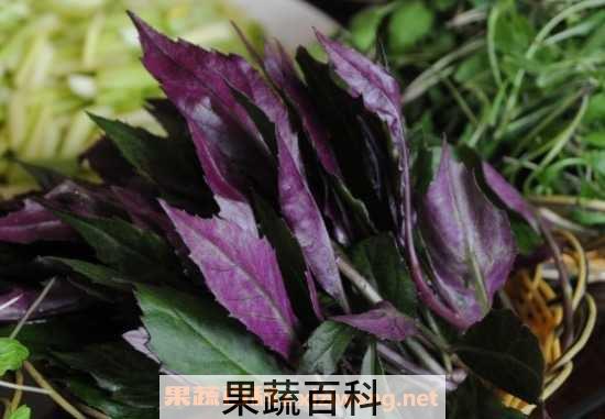 紫背天葵的功效与作用