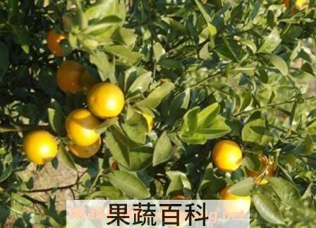皇帝柑的功效与作用 皇帝柑的营养价值