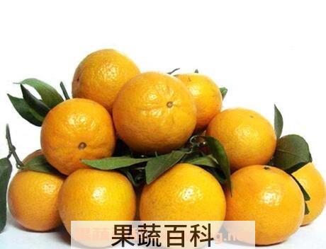 皇帝柑的功效与作用 皇帝柑的营养价值