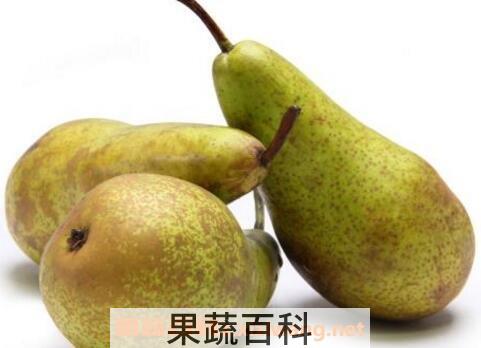 啤梨的药用价值
