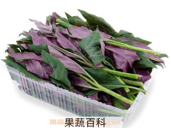 观音菜的功效与作用 