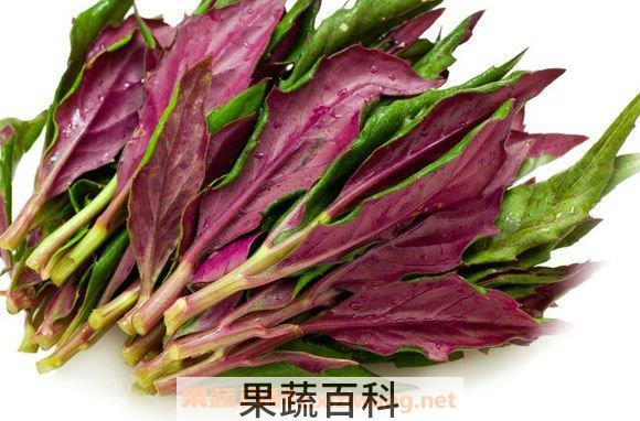 观音菜的功效与作用 