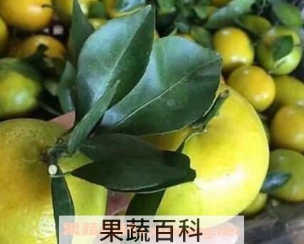 皇帝柑的优点与缺点