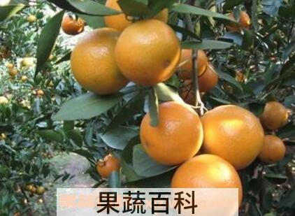 皇帝柑的优点与缺点