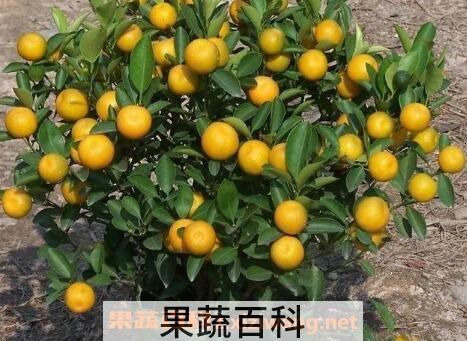 四季桔的养殖方法和注意事项