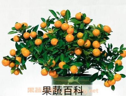四季桔的养殖方法和注意事项
