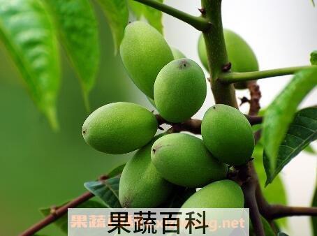 橄榄核的功效与作用