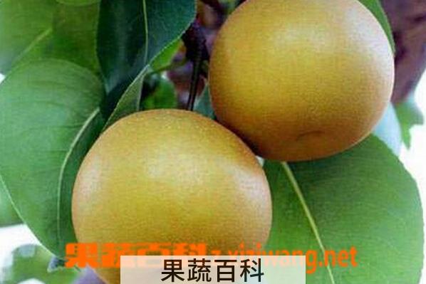果蔬百科兰州冬果梨