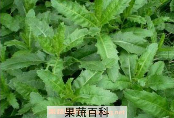 大刺儿菜的功效与作用