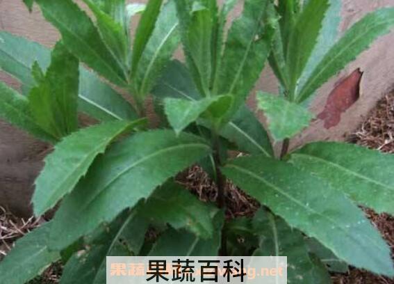 大刺儿菜的功效与作用