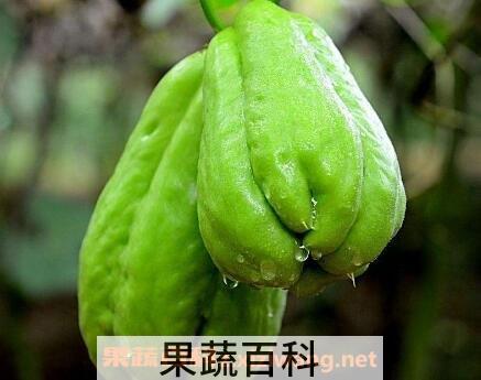 拂手瓜和什么相克