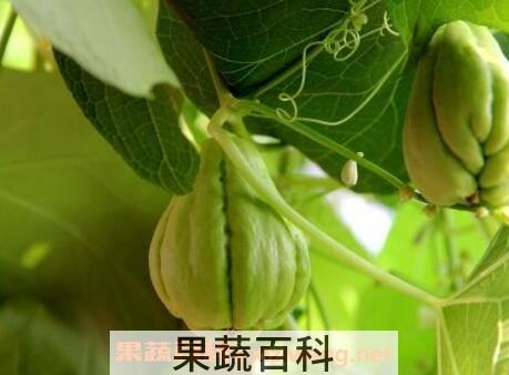 拂手瓜和什么相克