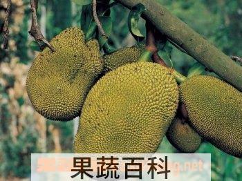 果蔬百科菠萝蜜