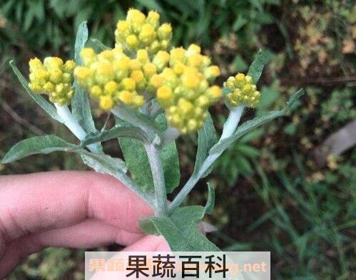 清明菜可以泡水喝吗 清明菜泡水喝的功效