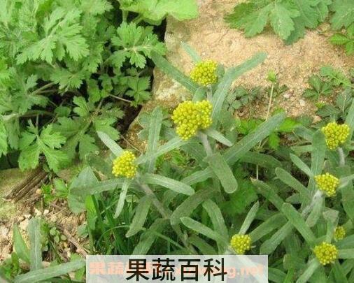 清明菜可以泡水喝吗 清明菜泡水喝的功效