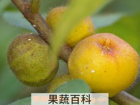毛桃煮水的功效与作用