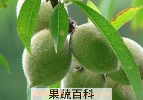 毛桃煮水的功效与作用