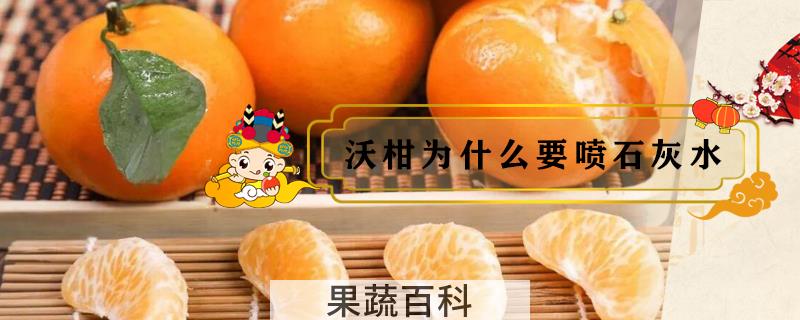 沃柑为什么要喷石灰水