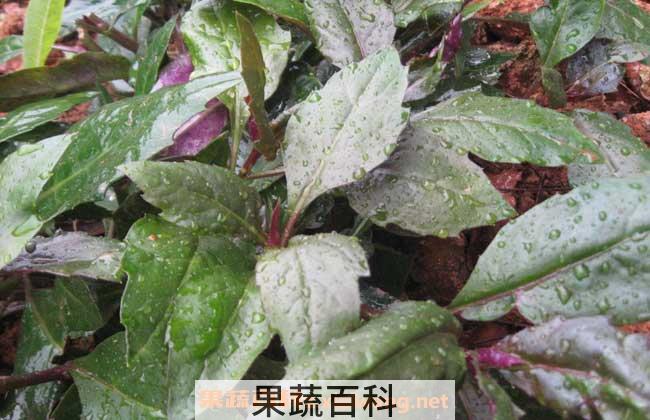 红背菜的功效与作用