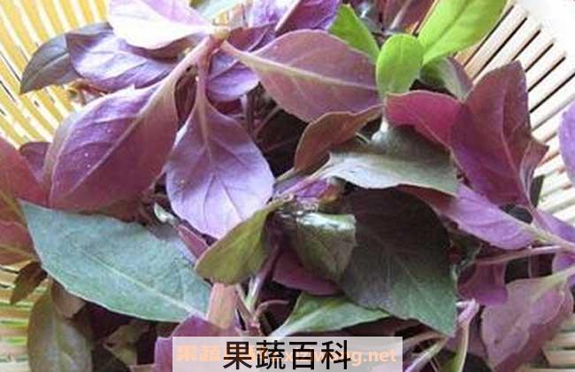 红背菜的功效与作用