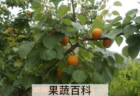山杏和什么食物相克