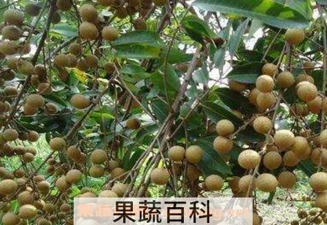龙眼根的功效与作用