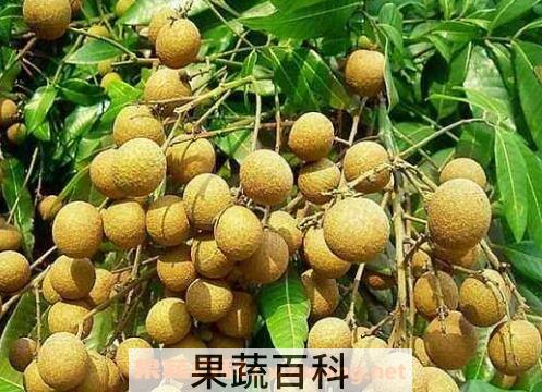 龙眼根的功效与作用