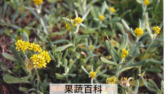 清明菜和艾草的区别