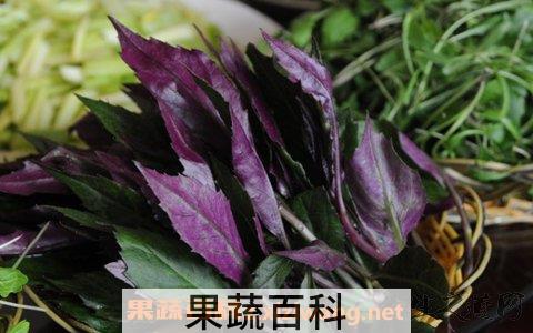 红背菜真的不能吃吗 红背菜有毒吗 
