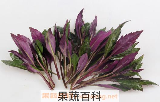 红背菜真的不能吃吗 红背菜有毒吗 