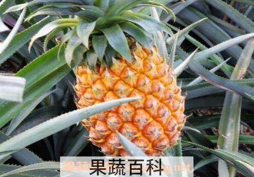 广东山菠萝怎么吃