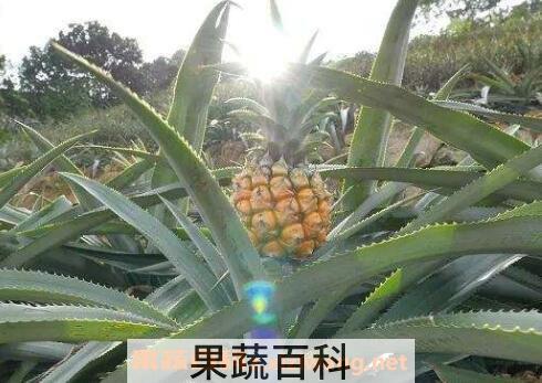 广东山菠萝怎么吃