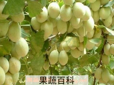 吃白果有什么好处