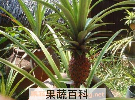 菠萝盆栽种植方法图解