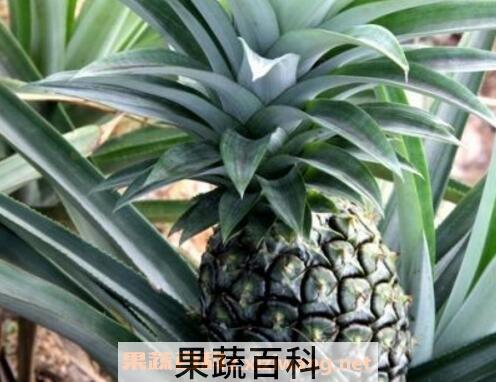 菠萝盆栽种植方法图解