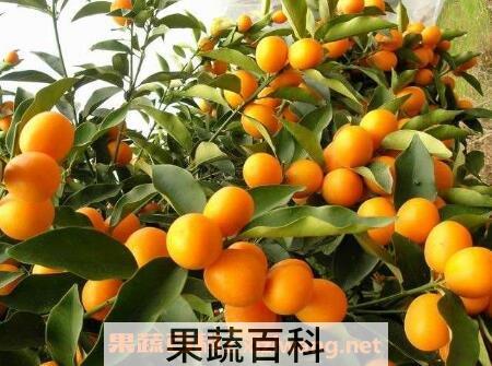 吃金桔的好处与功效作用
